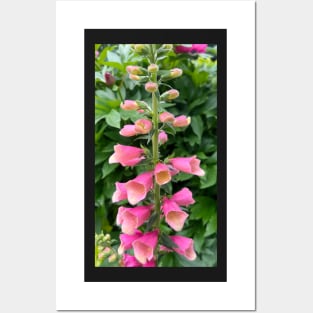 Perennial Pink Foxglove Flower Posters and Art